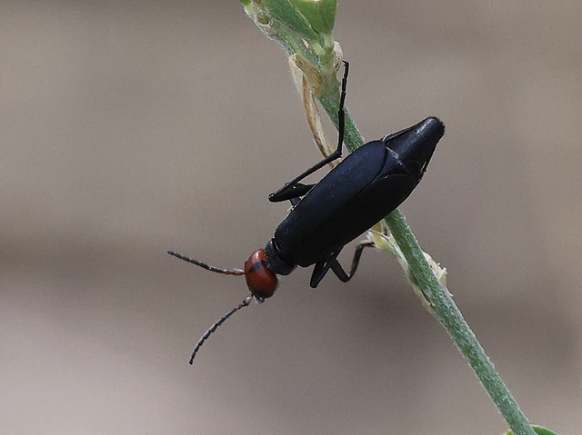 Epicauta rufidorsum - hollóbogár