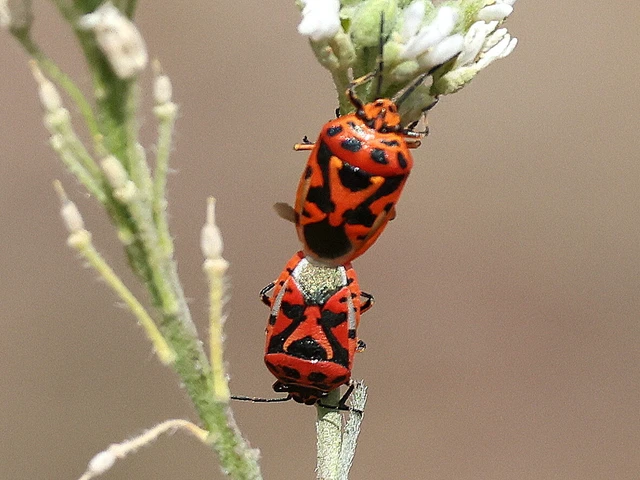 Eurydema ornata - díszespoloska Eurydema ornata - díszespoloska