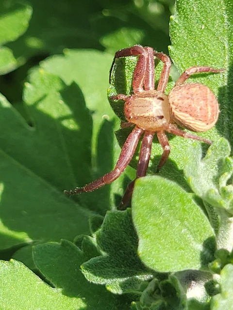Araneae - Pókok