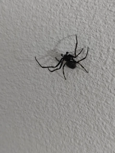 Araneae - Pókok