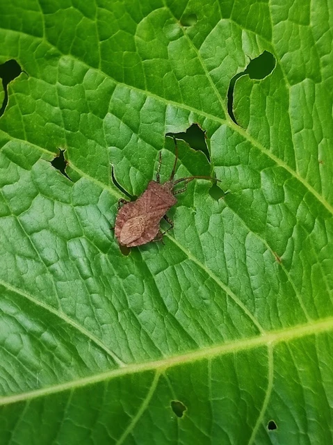 Coreus marginatus - közönséges karimáspoloska
