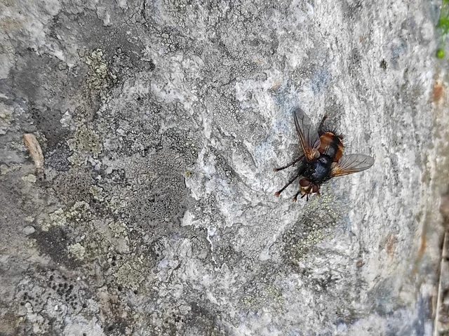 Diptera - Kétszárnyúak