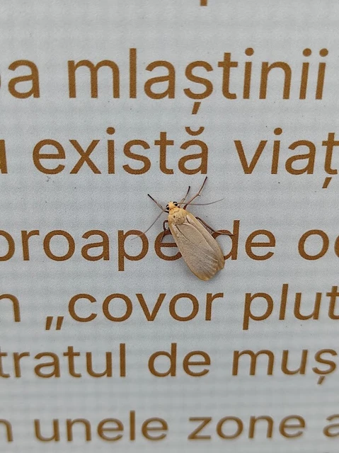 Eilema depressa - lapos zuzmószövő