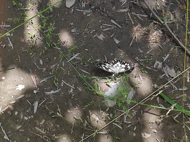 Melanargia galathea - sakktáblalepke