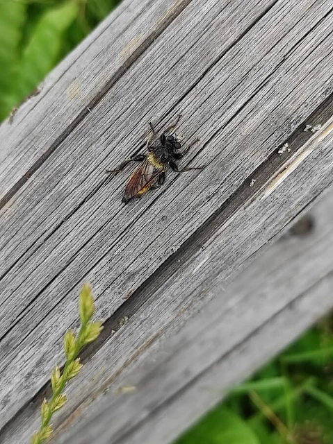 Diptera - Kétszárnyúak