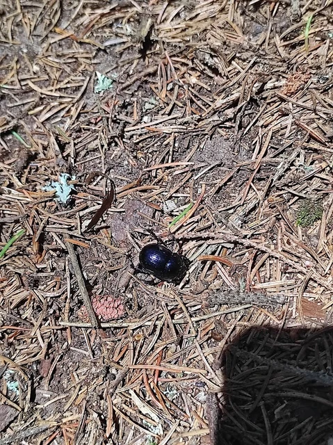 Geotrupidae - álganéjtúró-félék