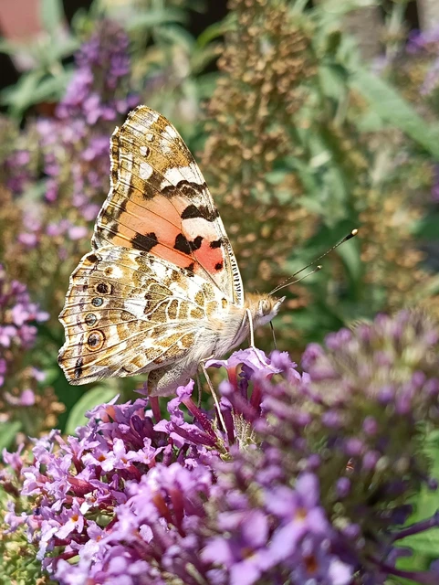 Vanessa cardui - bogáncslepke