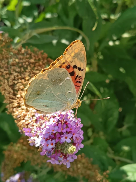 Argynnis pandora - zöldes gyöngyházlepke