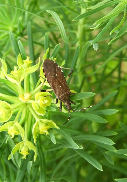 Dicranocephalus