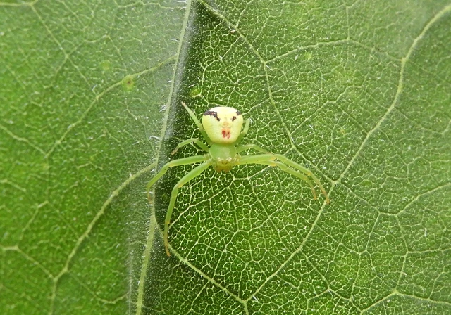 Araneae - Pókok