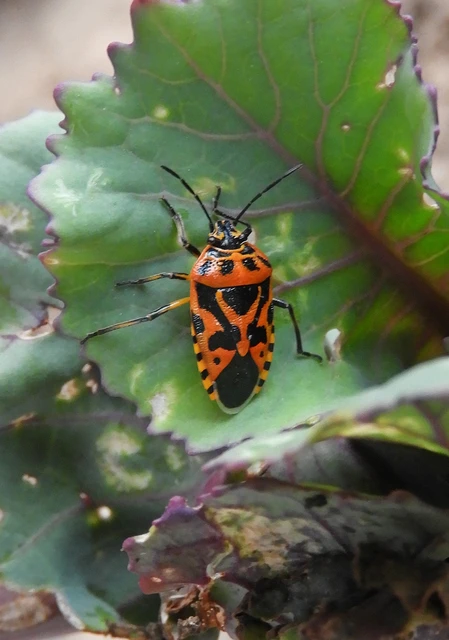 Eurydema Eurydema