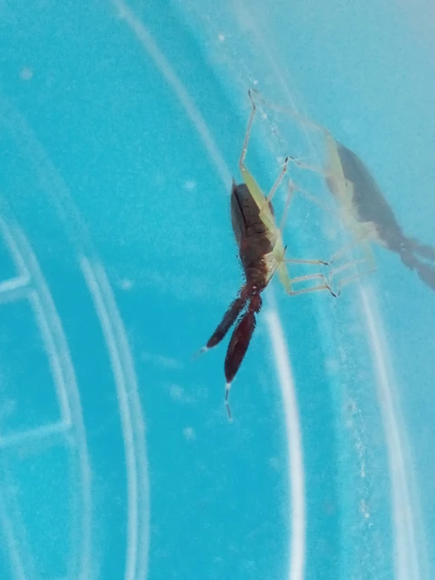 Heterotoma merioptera/planicornis
