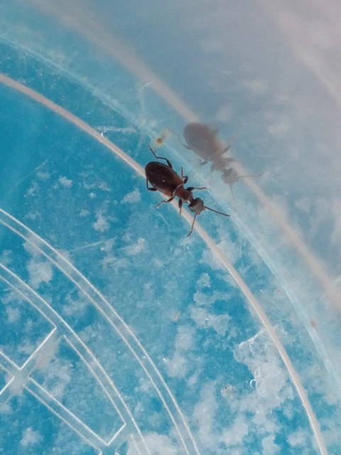 Anthicidae - fürgebogárfélék