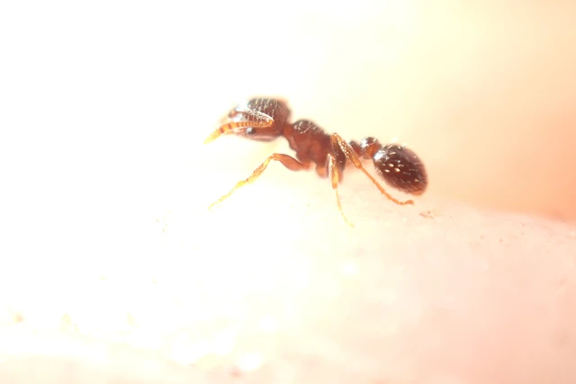 Tetramorium hungaricum - magyar gyepihangya