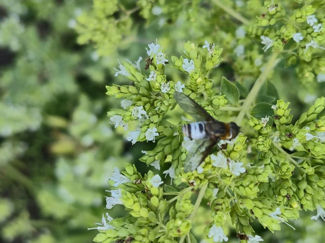 Diptera - Kétszárnyúak