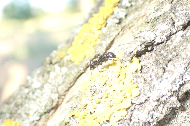 Camponotus vagus - fekete lóhangya