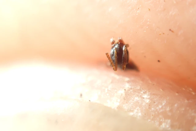 Tapinoma subboreale - ligeti kóborhangya