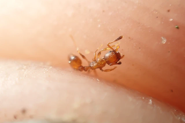 Temnothorax interruptus - kormosképű kéreghangya