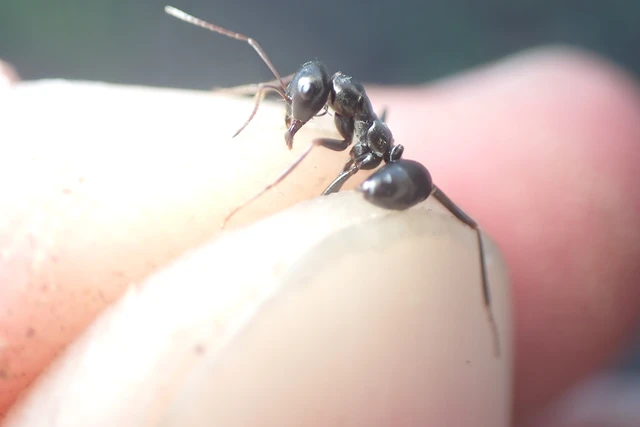 Cataglyphis aenescens - fekete fürgehangya