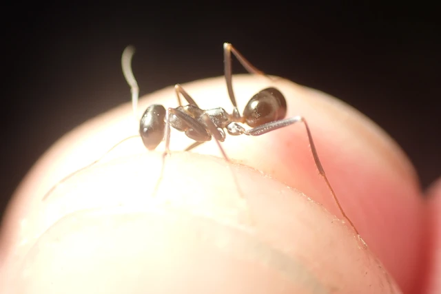 Cataglyphis aenescens - fekete fürgehangya