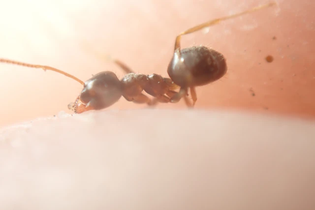 Lasius alienus - kövi feketehangya
