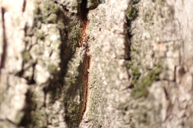 Lasius brunneus - rozsdáshátú feketehangya