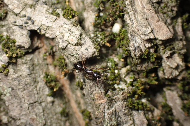 Camponotus fallax - ligeti lóhangya