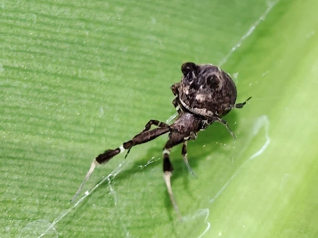 Araneae - Pókok