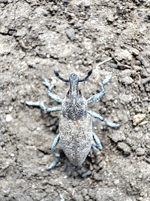 Rhabdorrhynchus echii - kígyósziszbarkó