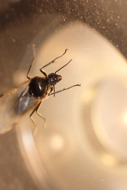 Liometopum microcephalum - tölgyfahangya