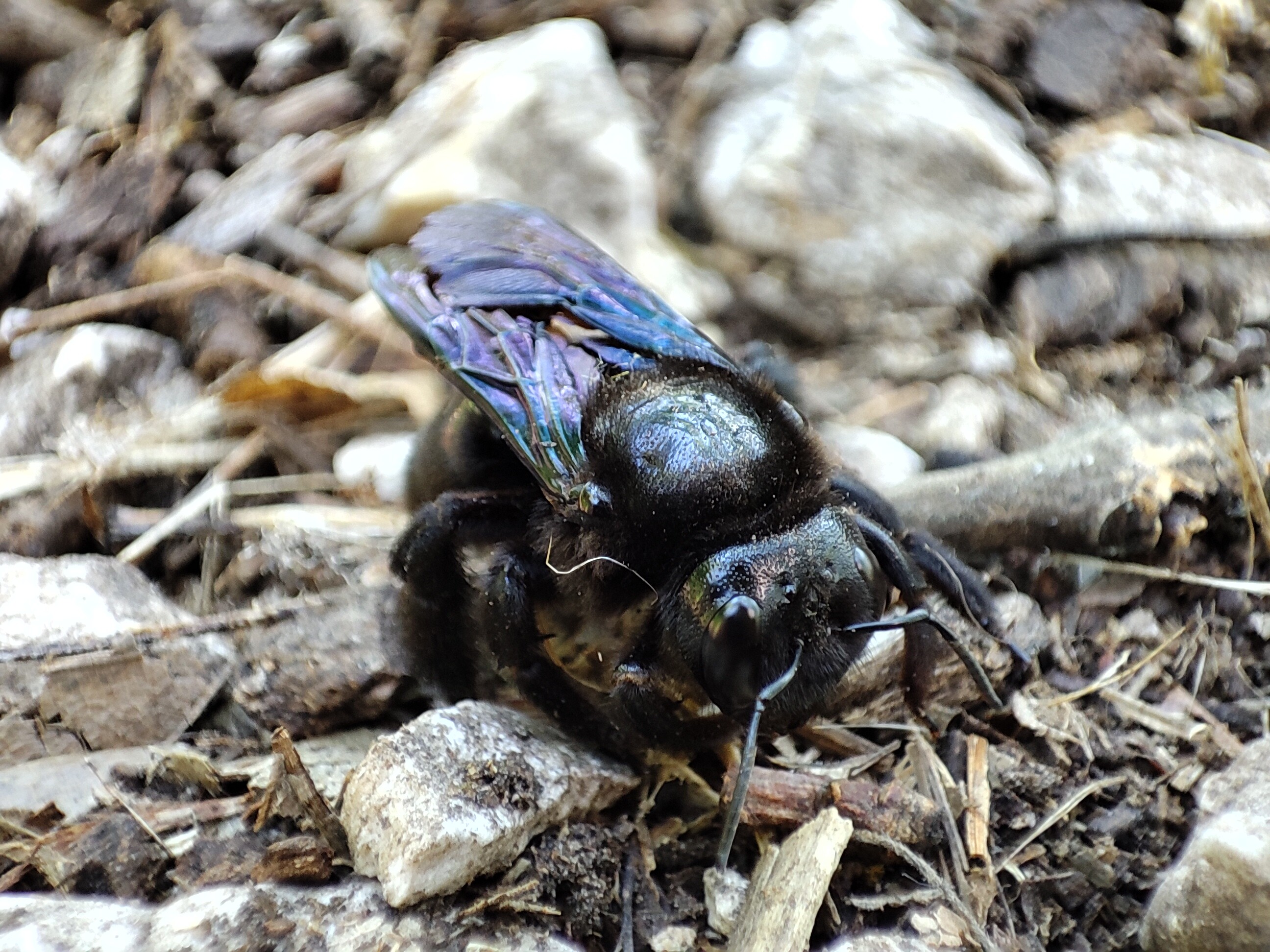 Xylocopa valga - gyakori fadongó Xylocopa valga - gyakori fadongó