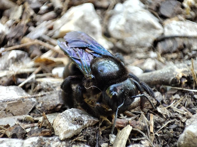 Xylocopa valga - gyakori fadongó