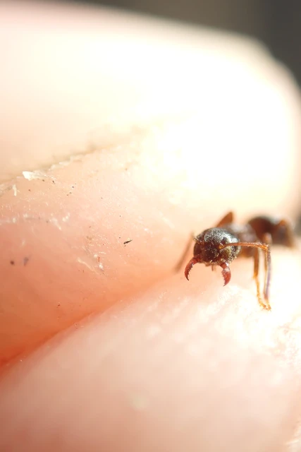 Lasius platythorax - erdei feketehangya