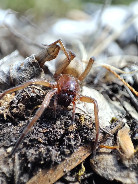 Araneae - Pókok
