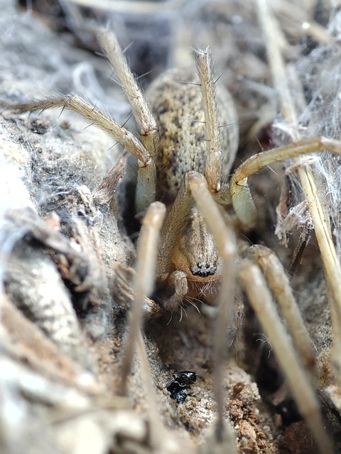 Araneae - Pókok