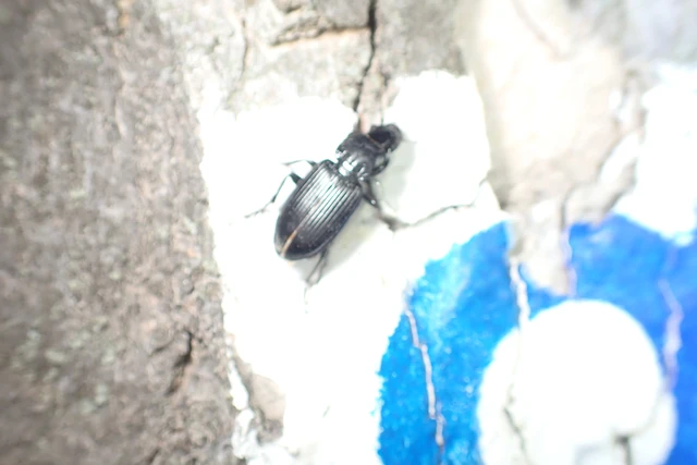 Pterostichus