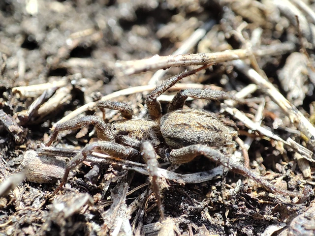 Araneae - Pókok