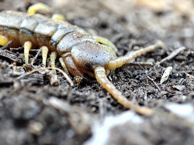 Scolopendra cingulata - öves szkolopendra