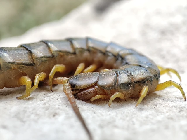 Scolopendra cingulata - öves szkolopendra