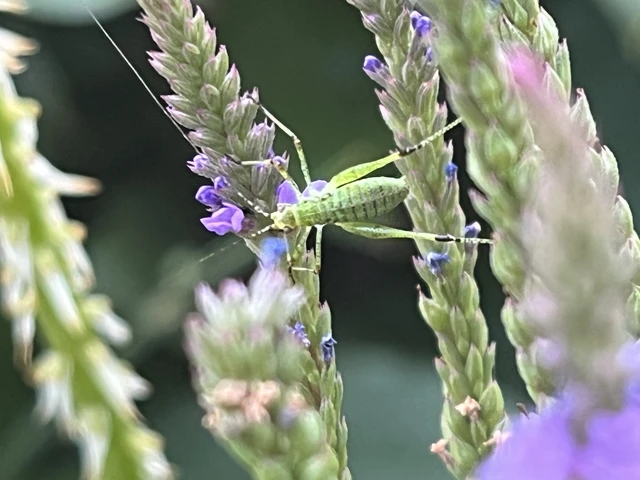 Phaneroptera