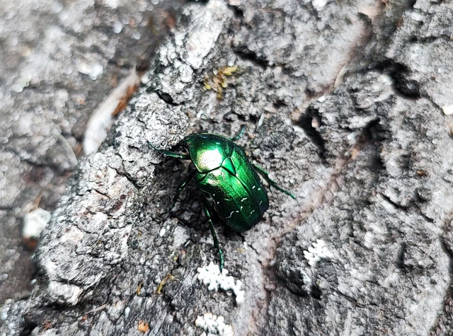 Cetonia aurata - aranyos virágbogár