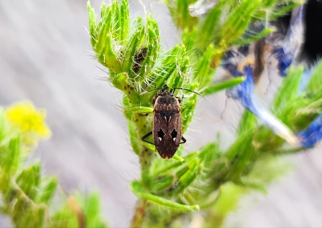 Graptopeltus lynceus - homoki díszesbodobács