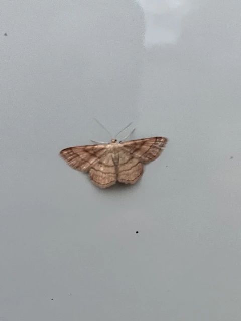 Scopula rubiginata - réti pirosaraszoló