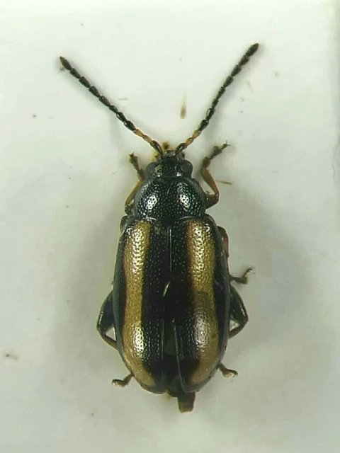 Phyllotreta nemorum - nagy káposzta-földibolha