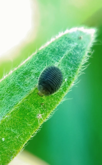Platynaspis luteorubra - négypettyes szerecsenkata