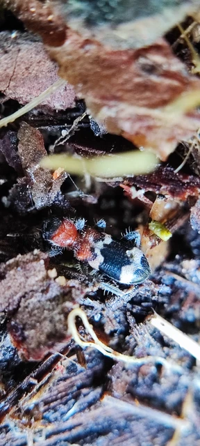 Thanasimus formicarius - vörösnyakú szúfarkas