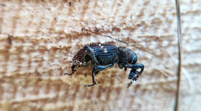 Hylobius abietis - nagy fenyvesormányos
