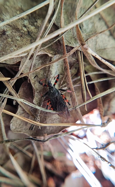Rhynocoris annulatus - gyűrűslábú gyilkospoloska