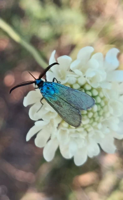 Zygaenidae - csüngőlepkefélék