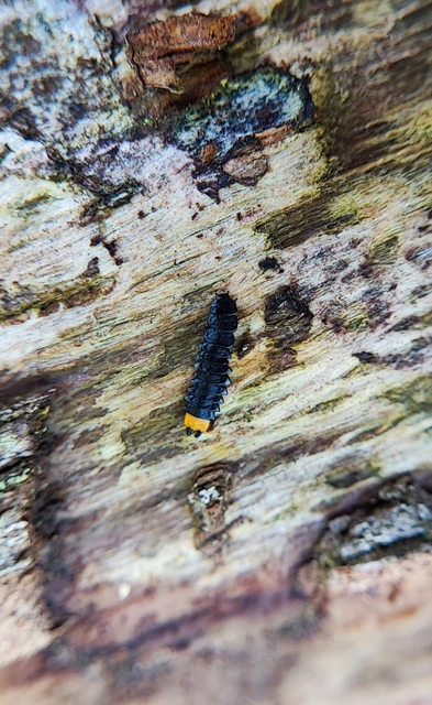 Lygistopterus sanguineus - vérbogár